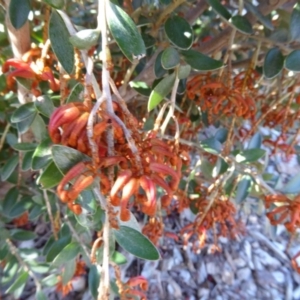 Grevillea diminuta at Molonglo Valley, ACT - 8 Nov 2015 10:34 AM