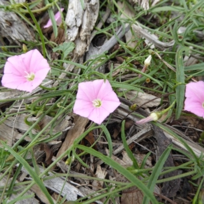 Convolvulus angustissimus subsp. angustissimus (Australian Bindweed) at Sth Tablelands Ecosystem Park - 7 Nov 2015 by AndyRussell