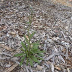 Cynoglossum australe (Australian Forget-me-not) at Molonglo Valley, ACT - 8 Nov 2015 by AndyRussell