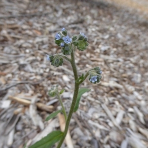 Cynoglossum australe at Molonglo Valley, ACT - 8 Nov 2015