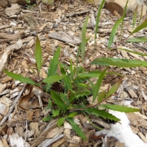 Lomatia myricoides at Molonglo Valley, ACT - 8 Nov 2015 11:03 AM