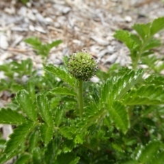 Acaena novae-zelandiae (Bidgee Widgee) at Sth Tablelands Ecosystem Park - 8 Nov 2015 by AndyRussell