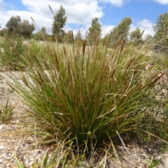 Carex appressa (Tall Sedge) at Sth Tablelands Ecosystem Park - 8 Nov 2015 by AndyRussell