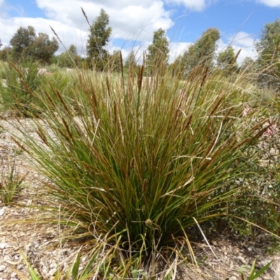 Carex appressa (Tall Sedge) at Molonglo Valley, ACT - 8 Nov 2015 by AndyRussell
