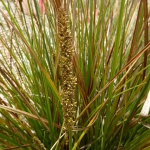 Carex appressa at Molonglo Valley, ACT - 8 Nov 2015