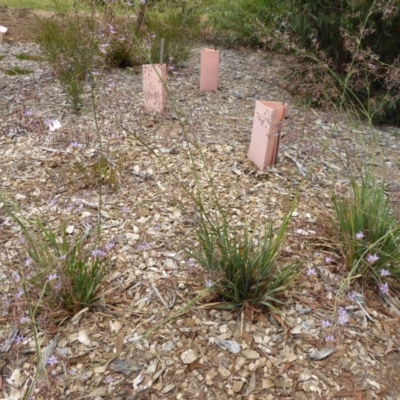 Dianella sp. aff. longifolia (Benambra) (Pale Flax Lily, Blue Flax Lily) at Molonglo Valley, ACT - 8 Nov 2015 by AndyRussell