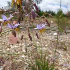 Dianella sp. aff. longifolia (Benambra) at Molonglo Valley, ACT - 8 Nov 2015