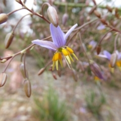 Dianella sp. aff. longifolia (Benambra) at Molonglo Valley, ACT - 8 Nov 2015 11:21 AM