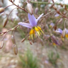 Dianella sp. aff. longifolia (Benambra) at Molonglo Valley, ACT - 8 Nov 2015