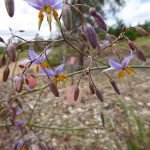 Dianella sp. aff. longifolia (Benambra) at Molonglo Valley, ACT - 8 Nov 2015 11:21 AM