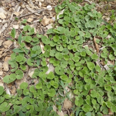 Dichondra repens (Kidney Weed) at Molonglo Valley, ACT - 8 Nov 2015 by AndyRussell