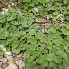 Dichondra repens at Molonglo Valley, ACT - 8 Nov 2015