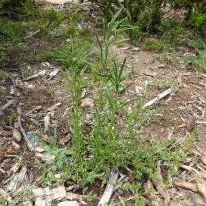 Euchiton sphaericus at Molonglo Valley, ACT - 8 Nov 2015