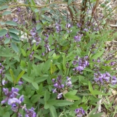 Glycine tabacina (Variable Glycine) at Sth Tablelands Ecosystem Park - 7 Nov 2015 by AndyRussell