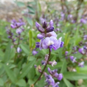 Glycine tabacina at Molonglo Valley, ACT - 8 Nov 2015 10:49 AM