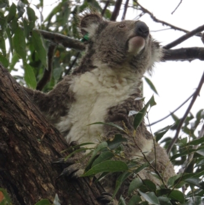 Phascolarctos cinereus (Koala) at Wingham, NSW - 8 Nov 2015 by Helen