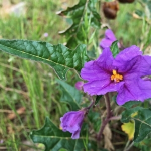 Solanum cinereum at Googong, NSW - 8 Nov 2015 07:34 PM