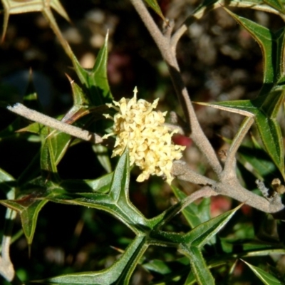 Grevillea ramosissima subsp. ramosissima (Fan Grevillea) at QPRC LGA - 19 Aug 2014 by julielindner