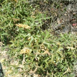 Grevillea ramosissima subsp. ramosissima at Jerrabomberra, NSW - 20 Aug 2014