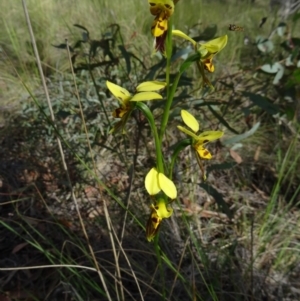 Diuris sulphurea at Acton, ACT - 26 Oct 2015