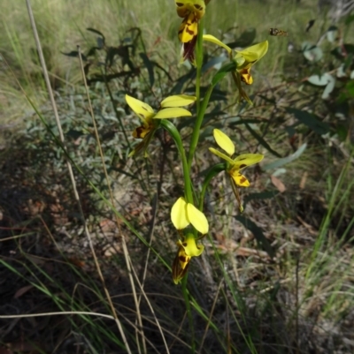 Diuris sulphurea (Tiger Orchid) at Black Mountain - 26 Oct 2015 by galah681