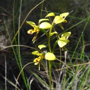 Diuris sulphurea at Acton, ACT - 26 Oct 2015