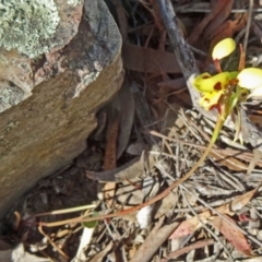 Diuris sulphurea (Tiger Orchid) at Black Mountain - 26 Oct 2015 by galah681