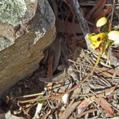 Diuris sulphurea (Tiger Orchid) at Acton, ACT - 26 Oct 2015 by galah681