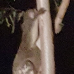 Phascolarctos cinereus (Koala) at - 7 Nov 2015 by Tizzy