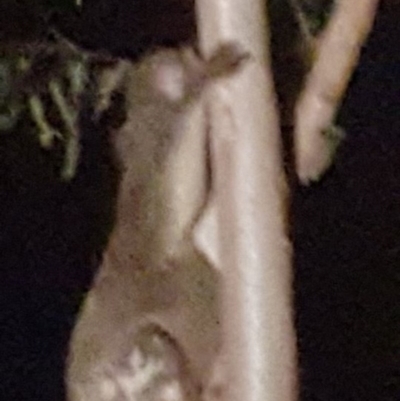 Phascolarctos cinereus (Koala) at - 7 Nov 2015 by Tizzy