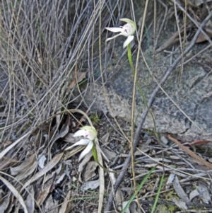 Caladenia moschata at Canberra Central, ACT - 26 Oct 2015