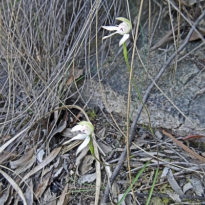 Caladenia moschata (Musky Caps) at Black Mountain - 26 Oct 2015 by galah681