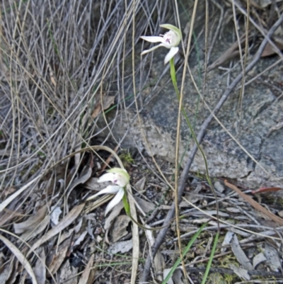 Caladenia moschata (Musky Caps) at Canberra Central, ACT - 26 Oct 2015 by galah681