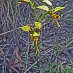 Diuris sulphurea (Tiger Orchid) at Acton, ACT - 26 Oct 2015 by galah681