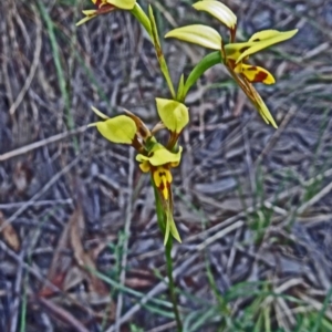 Diuris sulphurea at Acton, ACT - 26 Oct 2015