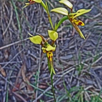 Diuris sulphurea (Tiger Orchid) at Black Mountain - 26 Oct 2015 by galah681
