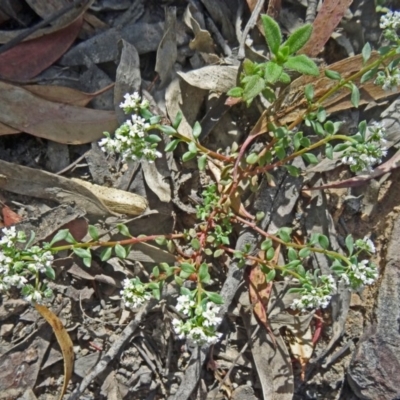 Poranthera microphylla (Small Poranthera) at Canberra Central, ACT - 27 Oct 2015 by galah681