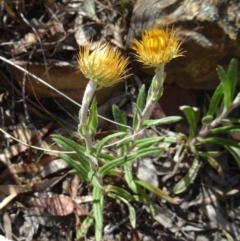 Coronidium oxylepis subsp. lanatum (Woolly Pointed Everlasting) at Canberra Central, ACT - 28 Oct 2015 by galah681