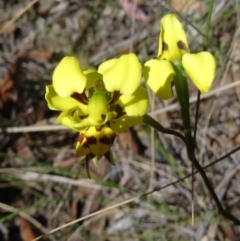 Diuris sulphurea (Tiger Orchid) at Black Mountain - 27 Oct 2015 by galah681