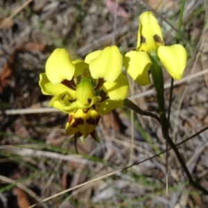 Diuris sulphurea at Acton, ACT - 28 Oct 2015