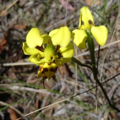 Diuris sulphurea (Tiger Orchid) at Acton, ACT - 28 Oct 2015 by galah681