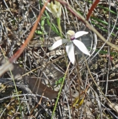 Caladenia cucullata (Lemon Caps) at Point 38 - 28 Oct 2015 by galah681