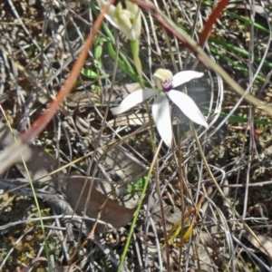 Caladenia cucullata at Point 38 - 28 Oct 2015