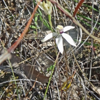 Caladenia cucullata (Lemon Caps) at Canberra Central, ACT - 27 Oct 2015 by galah681