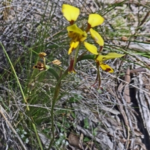 Diuris sulphurea at Point 38 - 28 Oct 2015