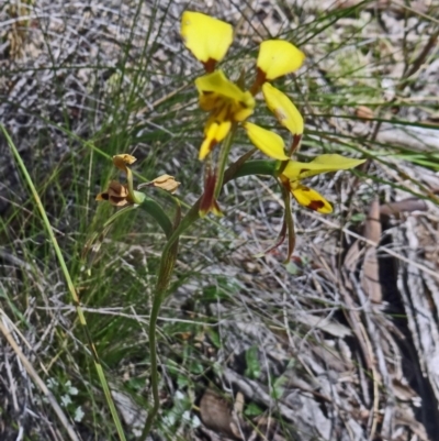 Diuris sulphurea (Tiger Orchid) at Point 38 - 28 Oct 2015 by galah681