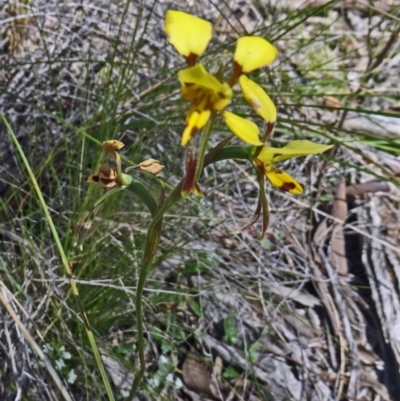 Diuris sulphurea (Tiger Orchid) at Canberra Central, ACT - 27 Oct 2015 by galah681