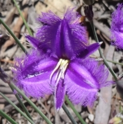 Thysanotus tuberosus subsp. tuberosus (Common Fringe-lily) at Black Mountain - 27 Oct 2015 by galah681