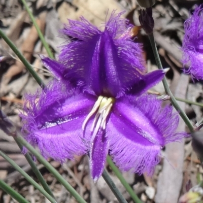 Thysanotus tuberosus subsp. tuberosus (Common Fringe-lily) at Black Mountain - 27 Oct 2015 by galah681