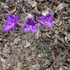 Thysanotus tuberosus subsp. tuberosus at Canberra Central, ACT - 28 Oct 2015